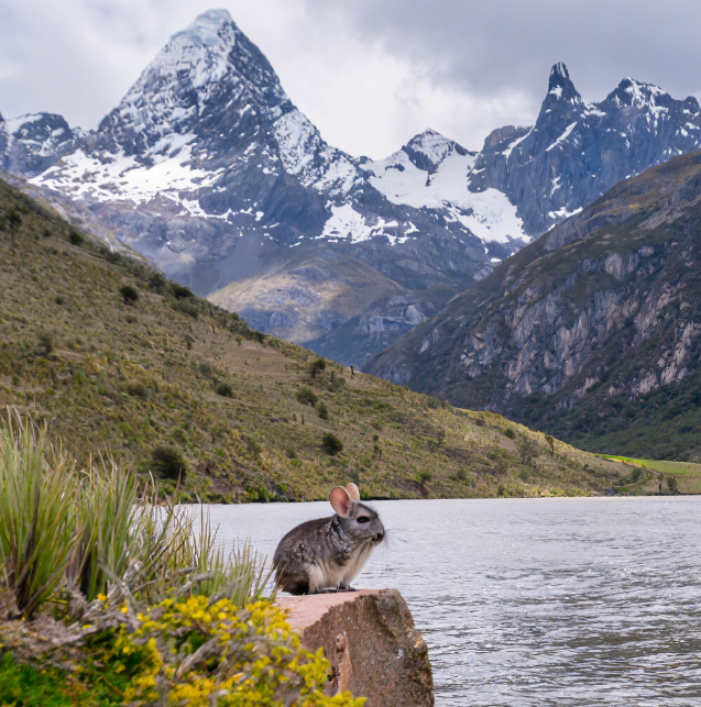 Chinchilla Habitat: The Andes Mountains