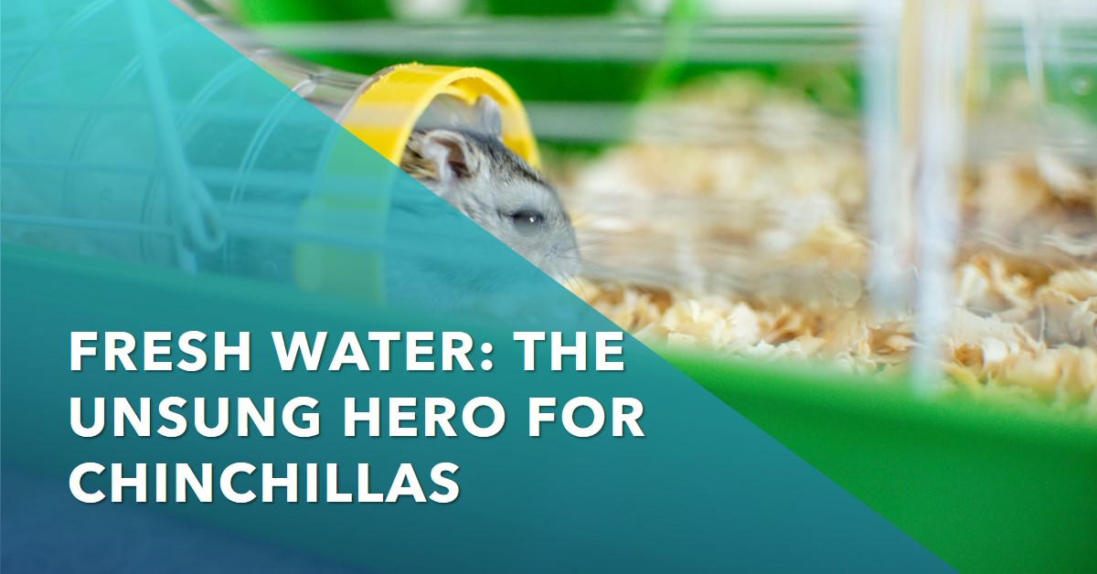 Fresh Water: The Unsung Hero