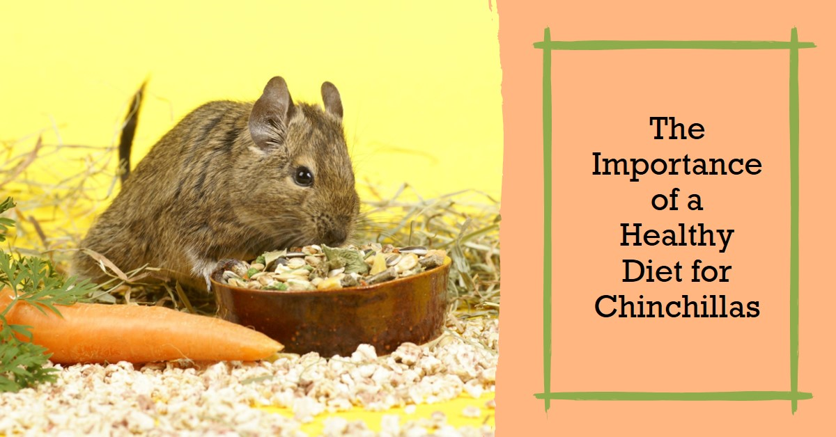 Why the Best Diet Matters for Chinchillas