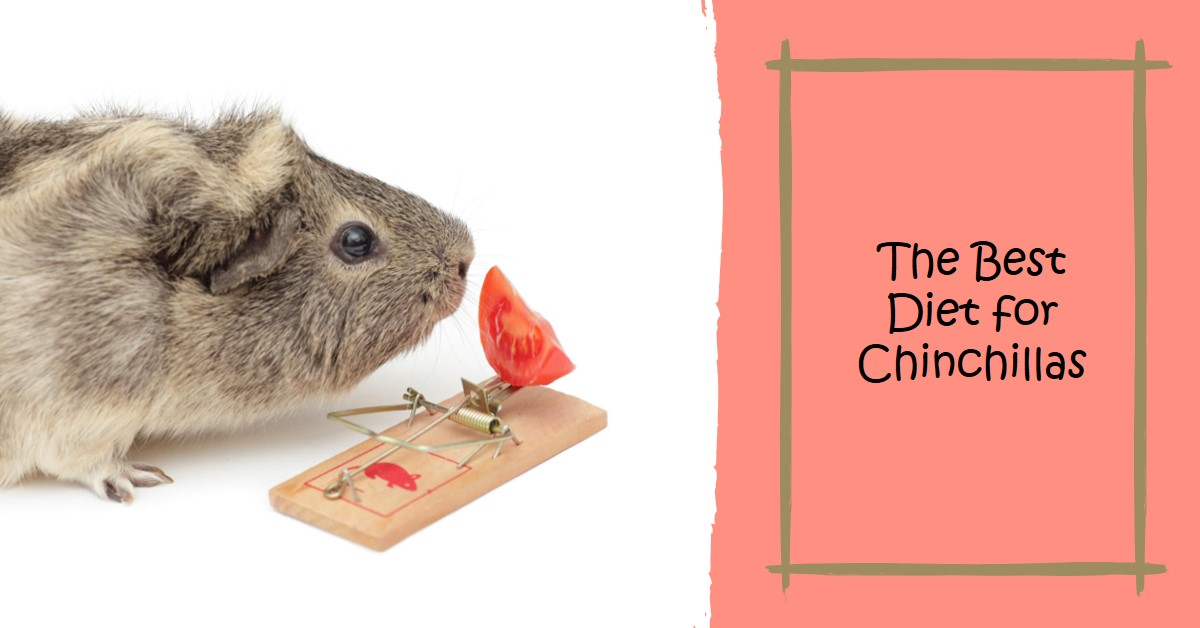 What Is The Best Diet For Chinchillas?